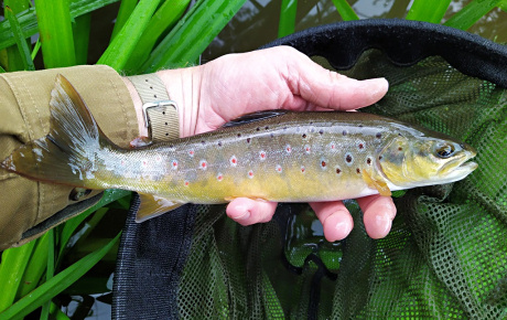 One of the good wild trout